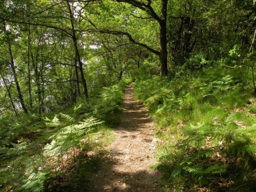 3589742-path-trail-through-the-woods-in-summer-sunshine.jpg
